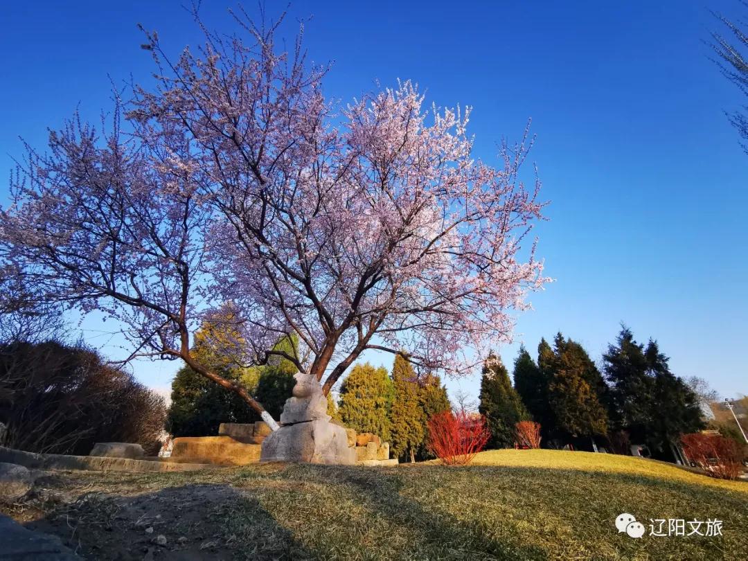 辽阳迎春灯会,辽阳迎春晚会