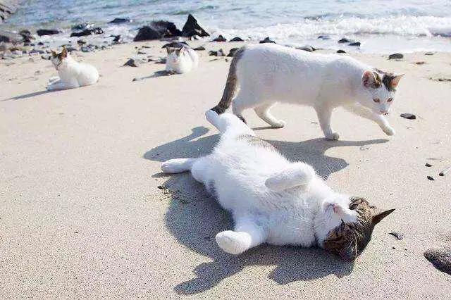 猫咪的胡须掉了是正常现象吗？真的意味着能招财开运吗？