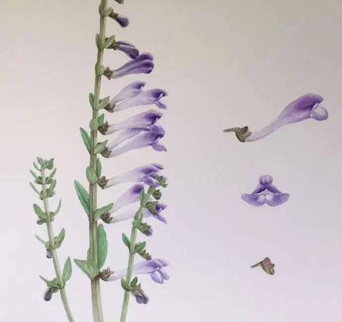 半枝莲有人收购了吗,哪里大量收购半枝莲