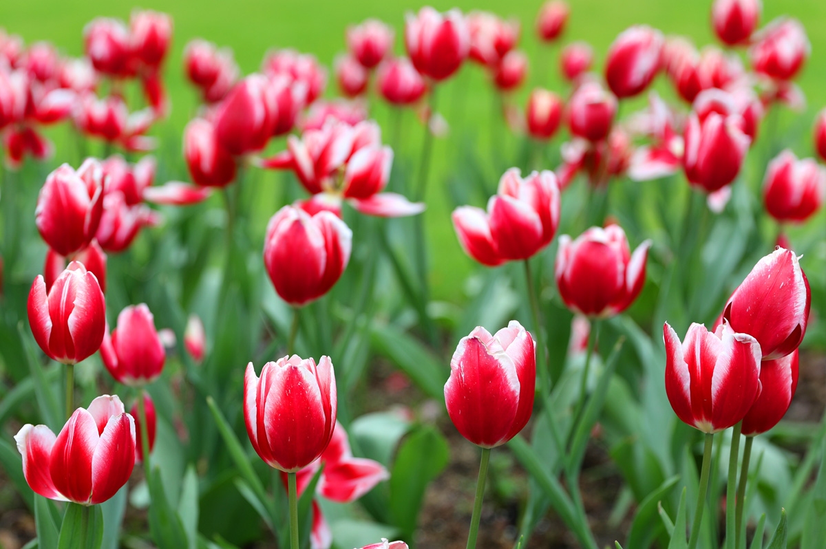 宁波现在哪里可以看郁金香,宁波郁金香在什么地方