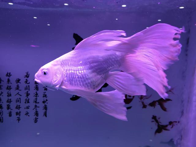 大鱼缸里养金鱼不打氧气能活吗,金鱼养在鱼缸里为什么不死