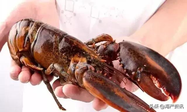 市场上最常见的十种淡水鱼,中国十大水产品排行榜