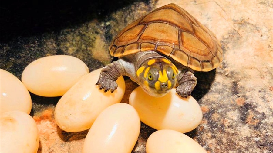 处理乌龟壳的正确方法,乌龟处理龟壳