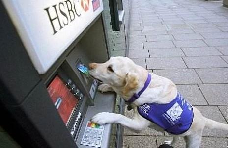 拉布拉多跟金毛对比优点及缺点,拉布拉多美国最受欢迎犬