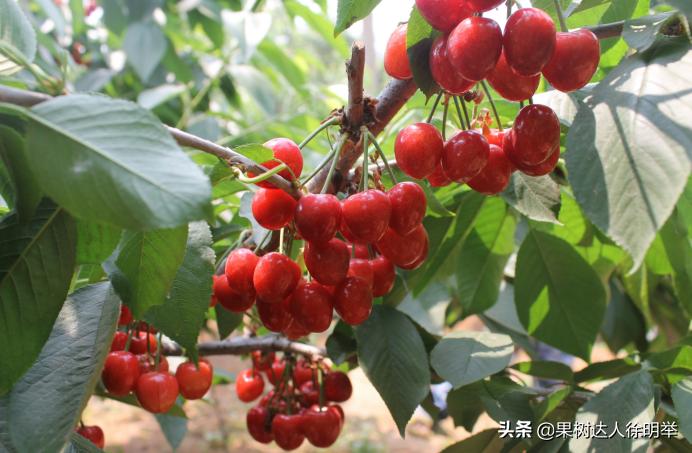 大樱桃枝叶过密怎么处理,大樱桃整形修剪中存在的问题