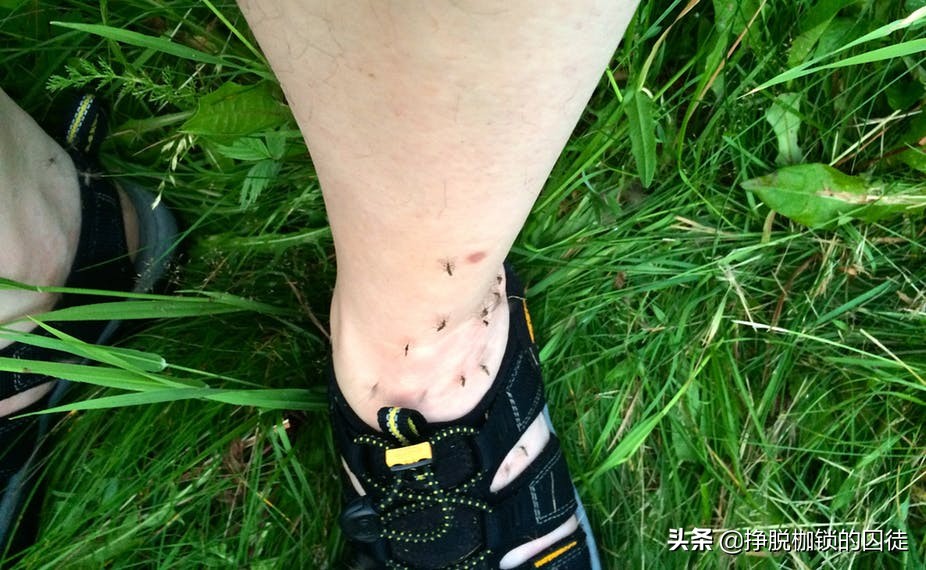 蚊子最爱叮的人身体怎么样,o型血的人蚊子最爱叮咬怎么办