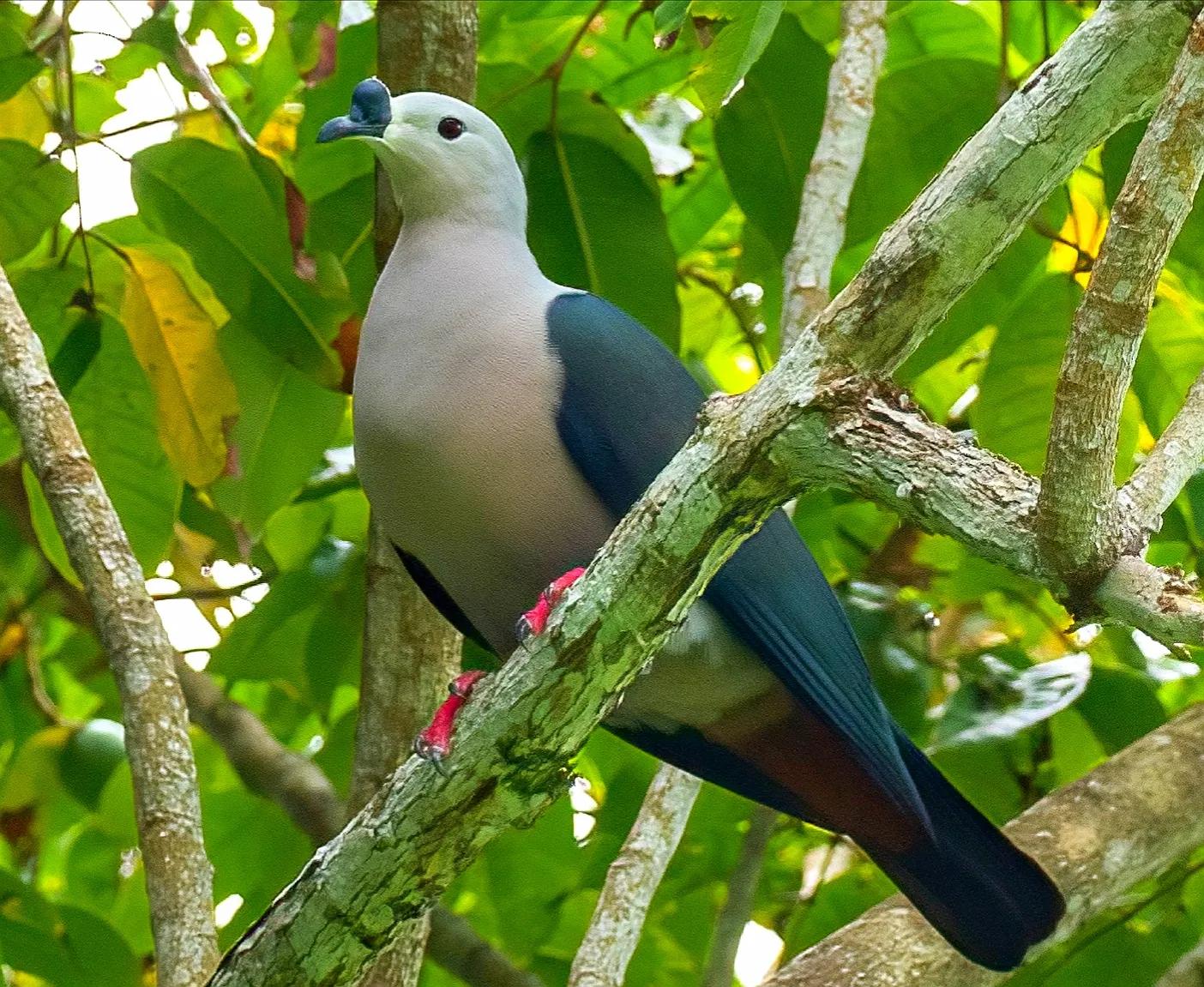 大洋洲国鸟,大洋洲国鸟图片