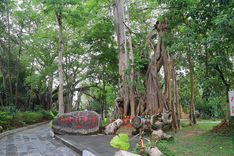 云南瑞丽旅游必去的6个景点,云南瑞丽游玩景点攻略