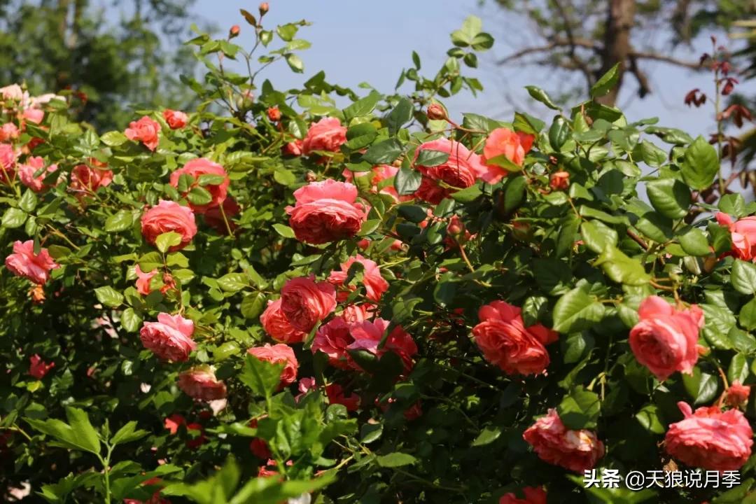 又一个十年,国产自育品种