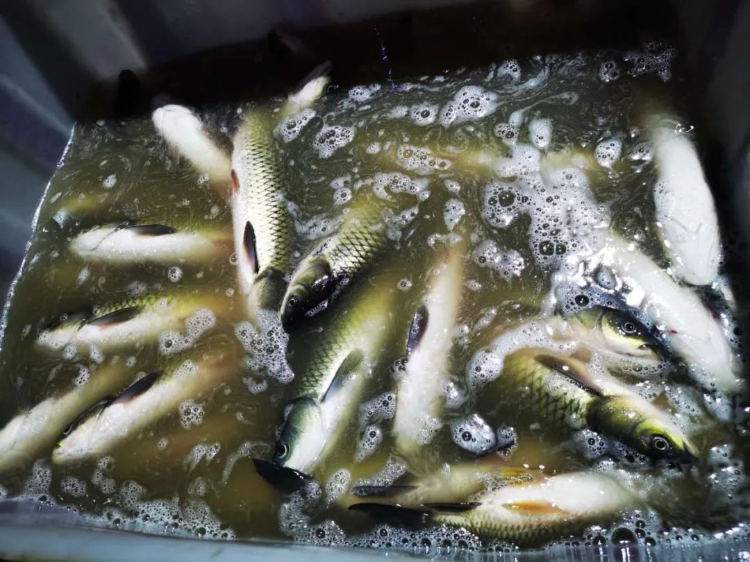 昆明排队三十年老店,昆明排队的老店