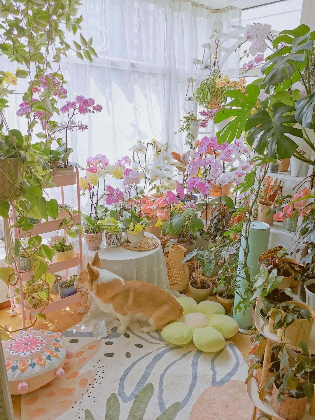 没花园怎么种花？从东北到广东，4位大神在室内种出植物园，绝美