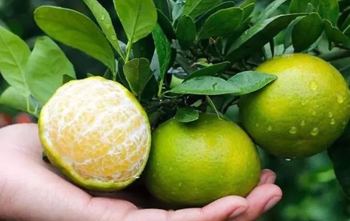 皇帝柑种植方法与技术,皇帝柑怎么自己种