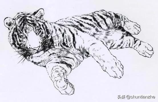 工笔老虎技法教学视频,工笔老虎胸毛的撕毛法