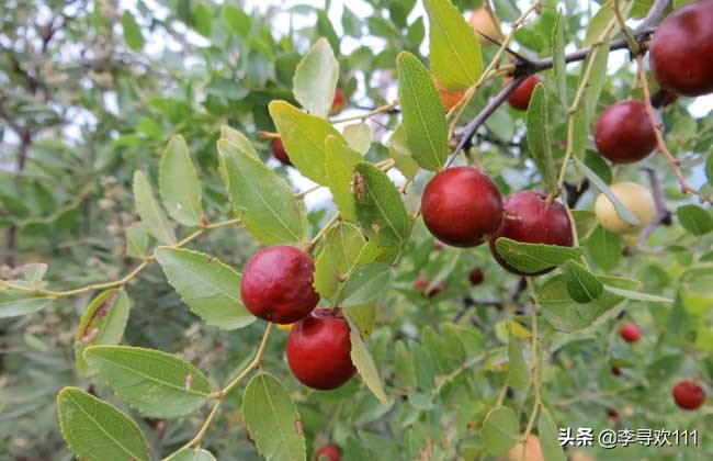 因枣树特别多而得名枣庄,枣庄是因为产枣而得名吗