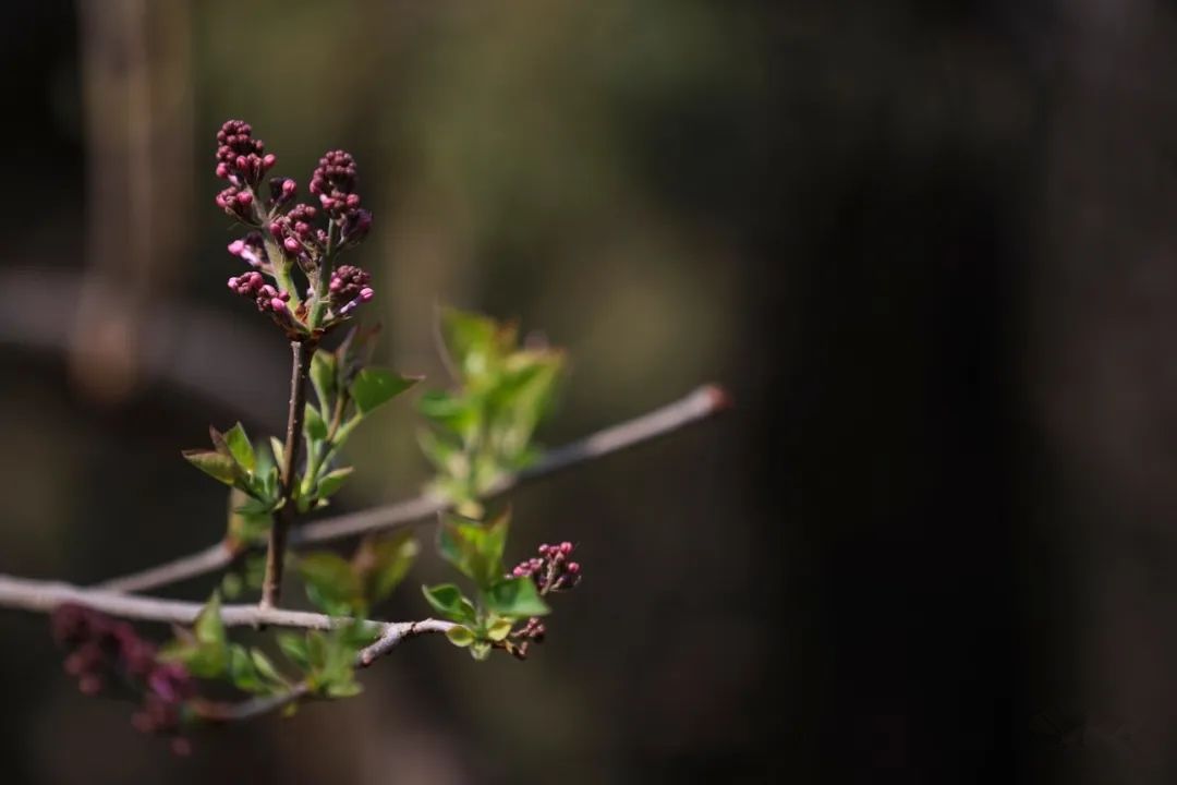 天津春暖花开西沽公园,天津开放的湿地生态公园
