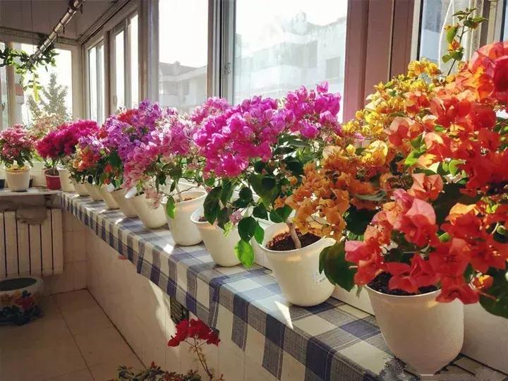 五月份被公认阳台最好养的10种花,喜阴耐旱适合室内养的50种花