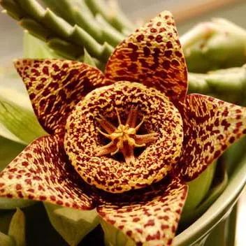 全部金木水火土五行五系植物介绍,五种植物代表五行