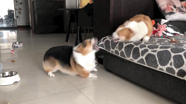 为什么两只柯基会吵架,两只柯基吵架难舍难分