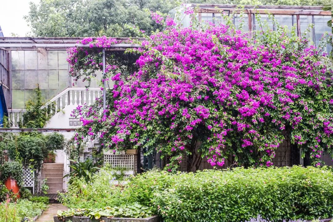 一个安徽爷爷，花1万块种出5000㎡私家花园，被评为中国最美