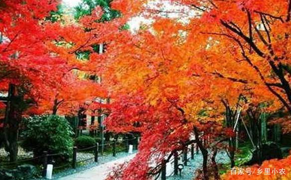 云髻山自然保护区游玩攻略,广东新丰云髻山风景区