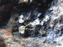 夜明珠陨石手串,赤峰陨石夜明珠