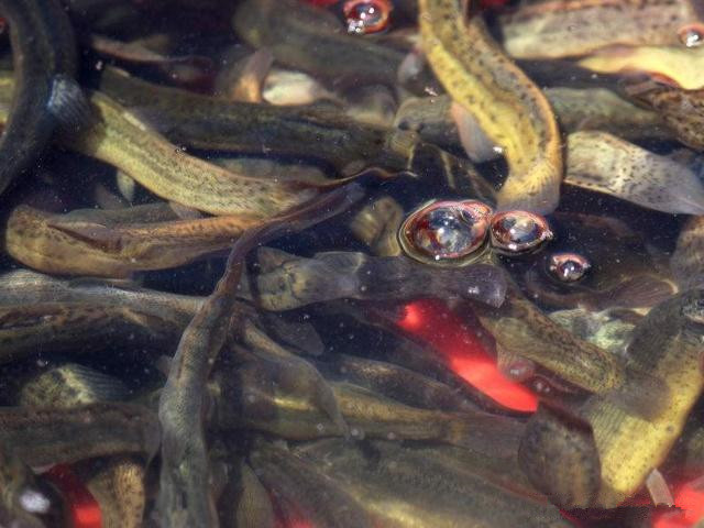 泥鳅黄鳝种苗如何人工越冬,冬天怎样让泥鳅在水里最活跃