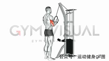 100张肌肉分解图,手臂肌肉的爆发力怎么练