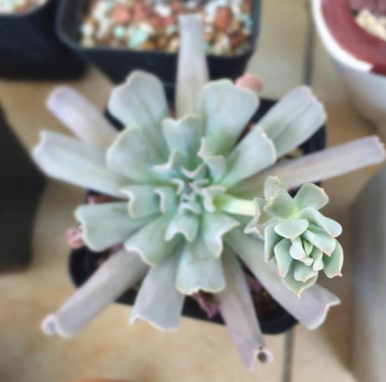 特玉莲多肉容易徒长吗,多肉植物特玉莲怎么养