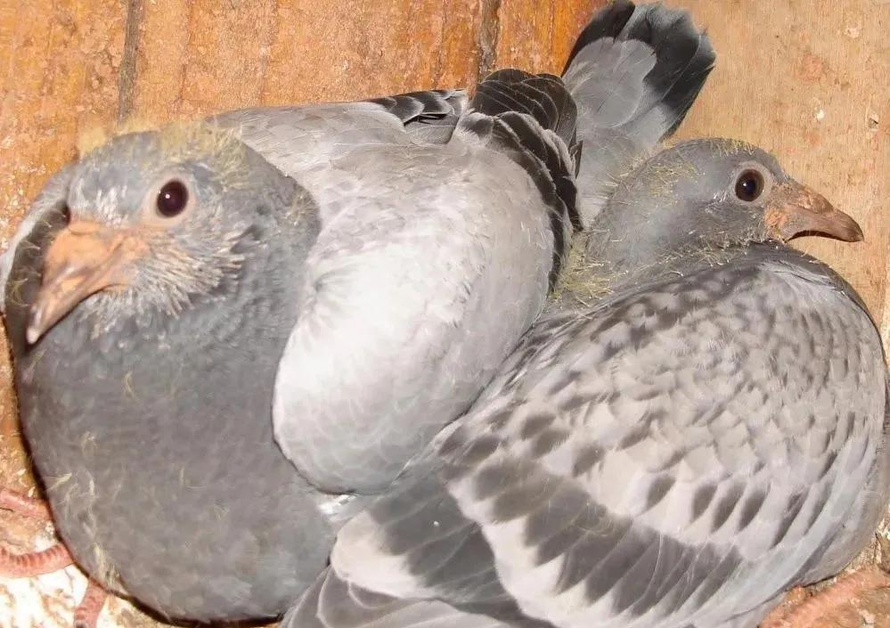 小鸽子下窝多久做疫苗,鸽子出窝打什么疫苗