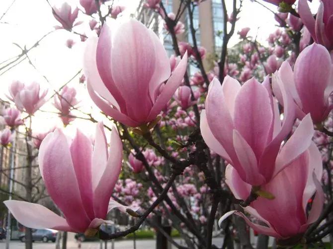 100种百花图谱大全,好书推荐快来领取你的宝藏书单