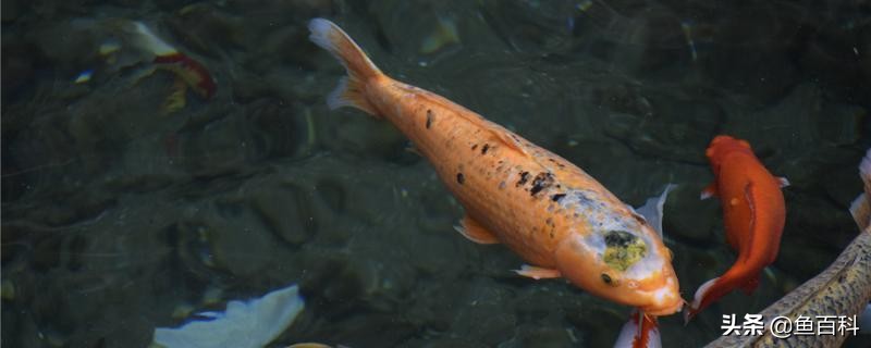 锦鲤甩籽水浑了怎么办,锦鲤下了鱼籽怎么处理