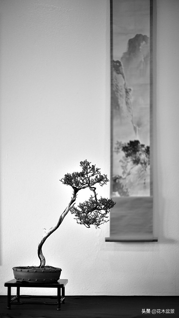 文人树盆景，宣泄一种情绪，吐露一种幽愤