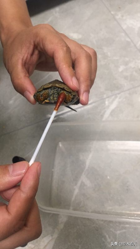 新手怎么治乌龟的腐甲,咋治乌龟腐皮呢