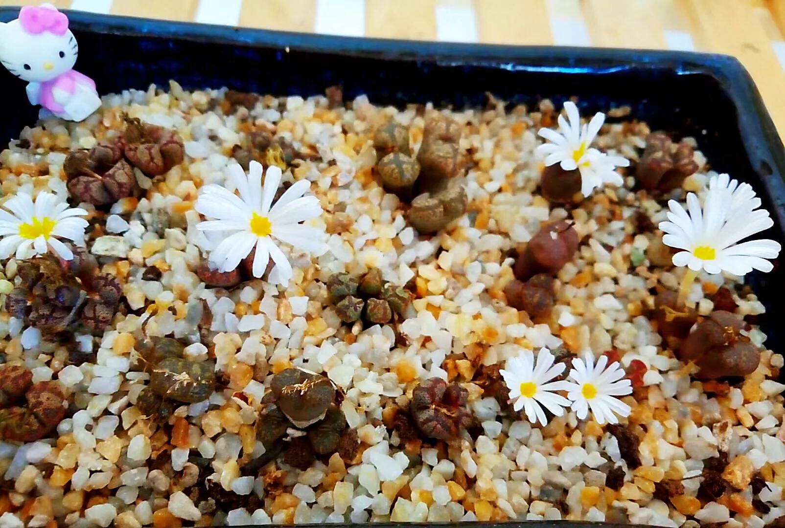 多肉生石花好看视频,多肉生石花开图