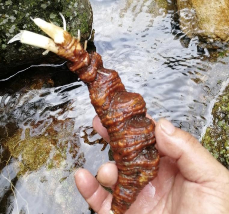 竹林里的野草有哪些,农村生长的这种常见野草