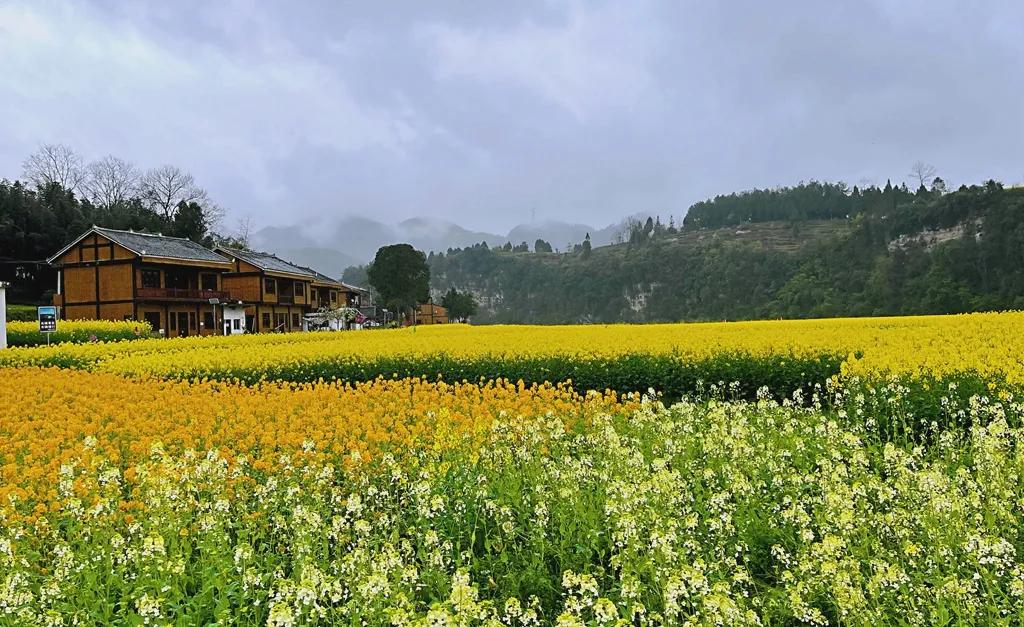 贵州的春天是最美的季节,贵州风景风情