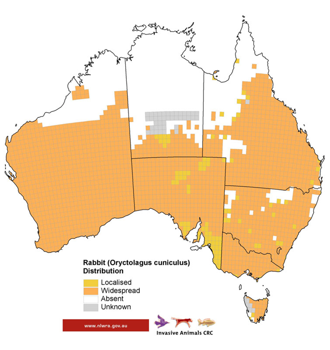 澳大利亚的野兔为什么会泛滥成灾,澳洲野兔泛滥成灾到底有多疯狂