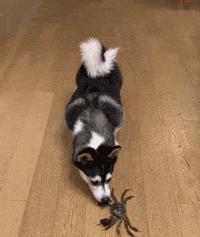 委屈！萨摩耶的混血，是一点没混出萨摩耶的美貌