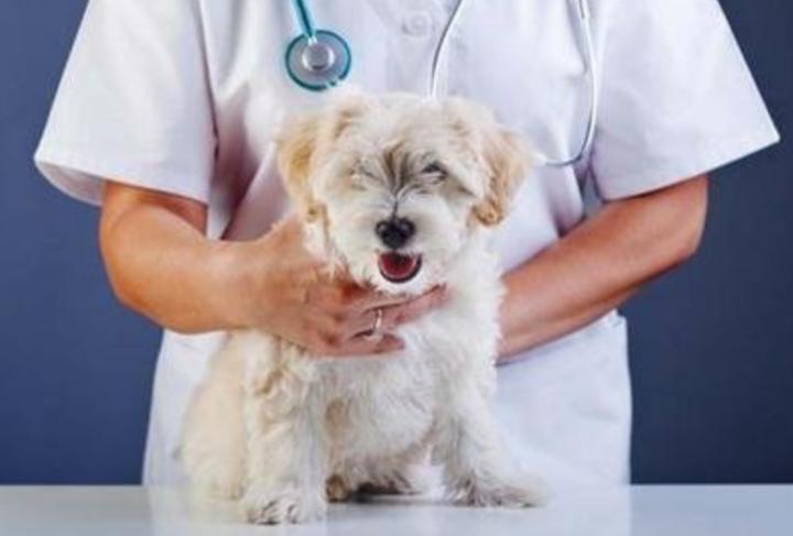 狗不愿意吃东西是怎么回事,教训不愿意吃狗粮的狗