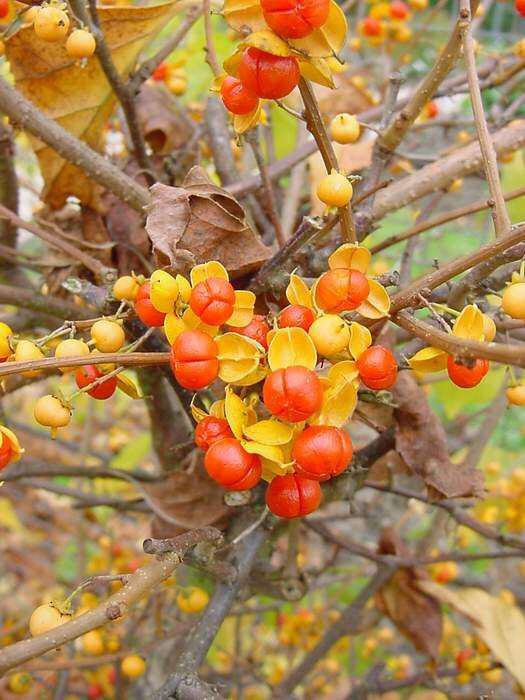山货药材云南文山,中药材山货