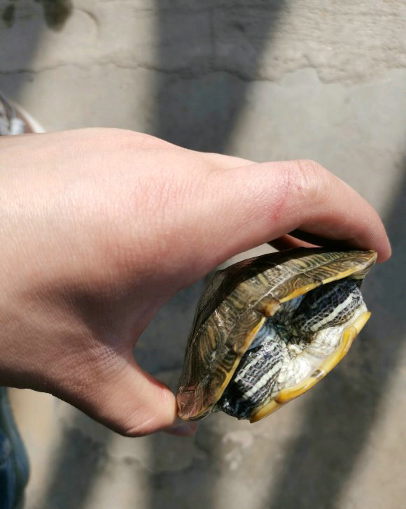 上海哪里放生乌龟最好,上海放生乌龟最好的地方