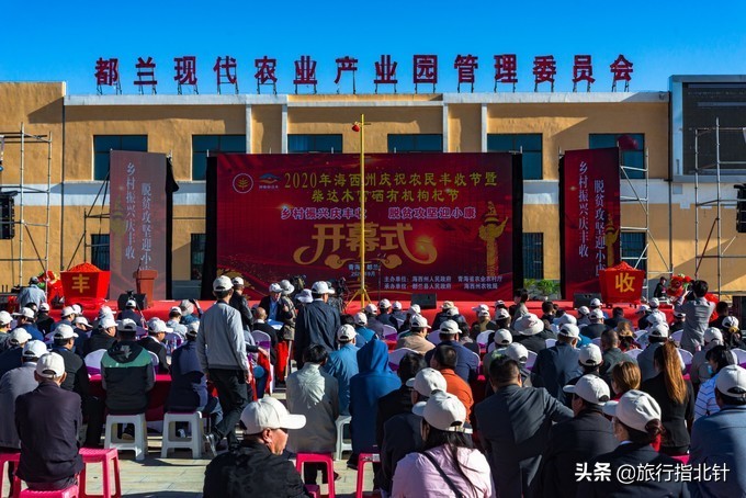 美丽青海，秋收的季节都兰红了，爆汁鲜甜的枸杞有小拇指大小