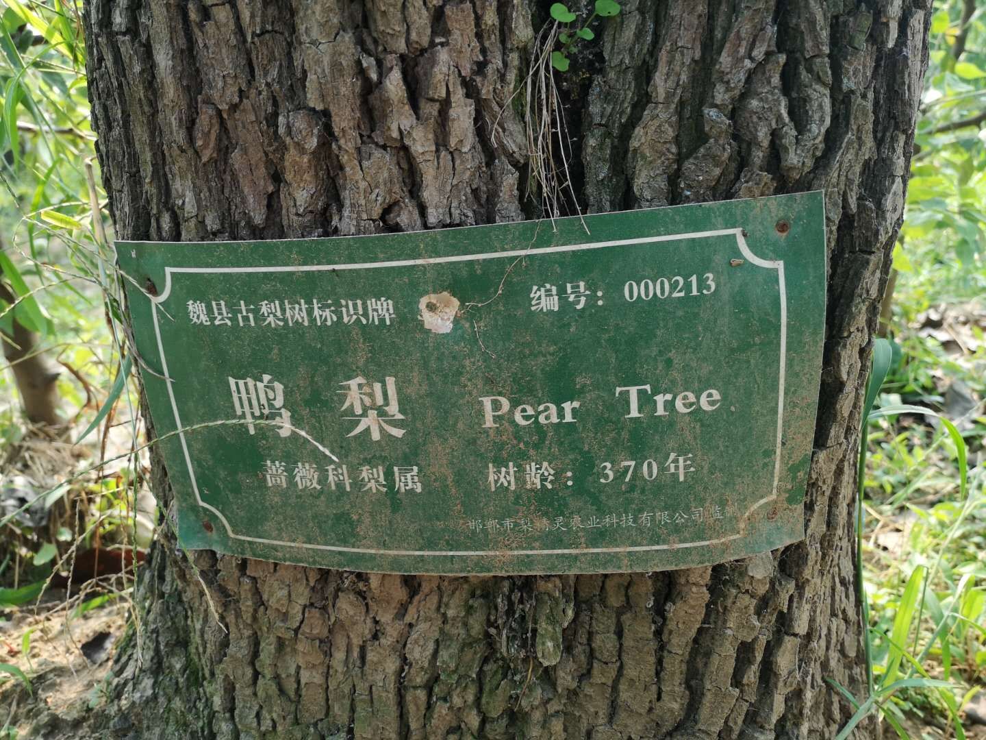 原产我国的古老水果“梨中元老”鸭梨，为什么没有日本梨受欢迎？