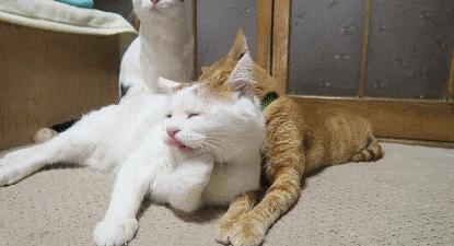 假期出行猫咪怎么安置,出去游玩5天猫咪该怎么办