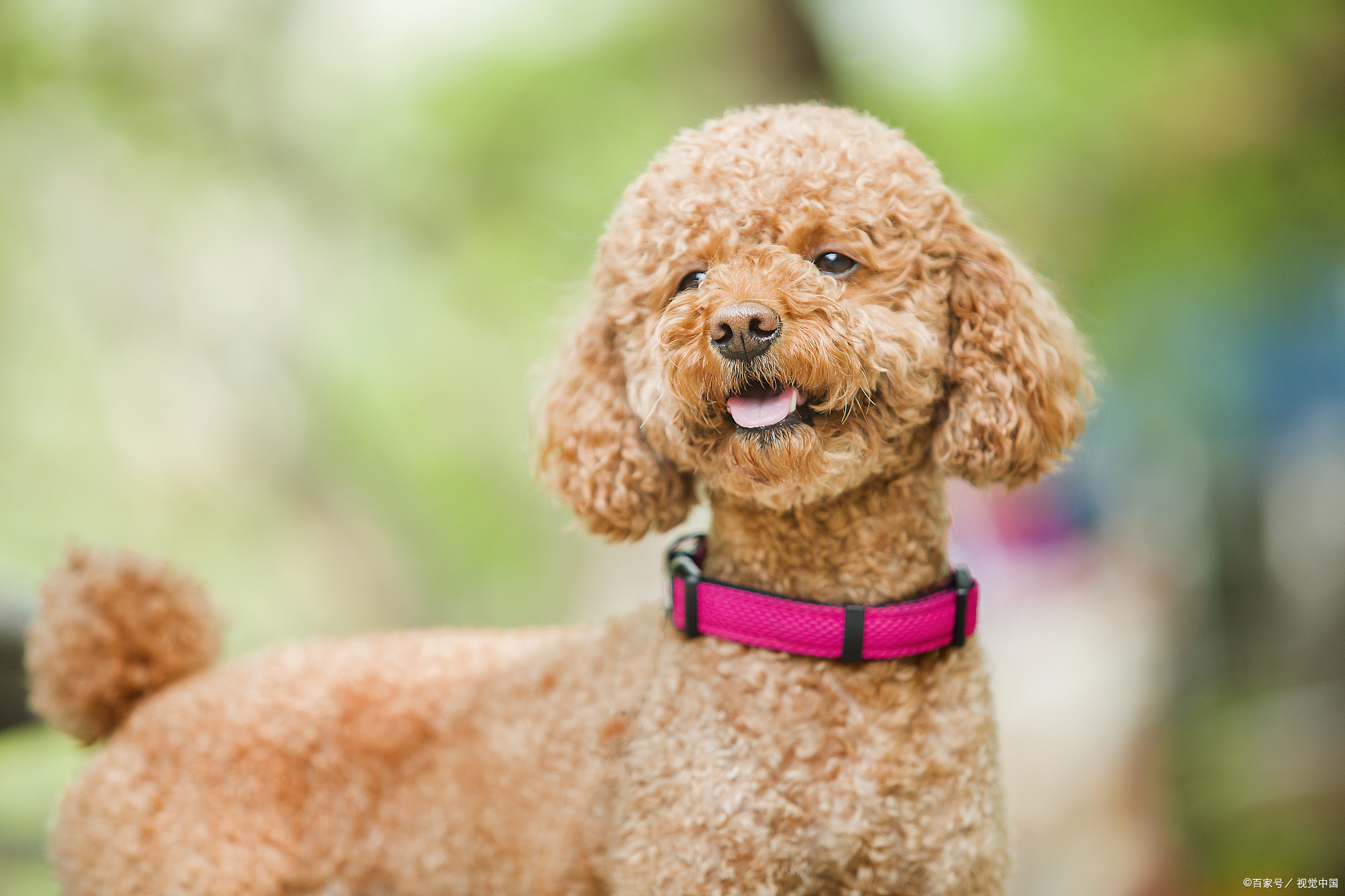 泰迪犬一般吃什么狗粮比较好,养泰迪犬怎样选狗粮