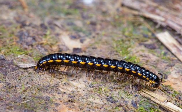 神秘怪虫袭击,神秘怪虫袭击小镇