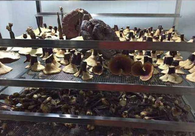 刚采的灵芝如何处理,野生灵芝怎么处理不会有毒