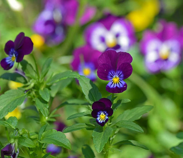 养花营养土羊粪的配制方法,养花土最佳配方