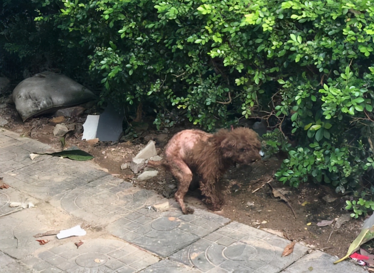 弃养率最高的五种狗,这几种狗弃养率最高太让人心疼了