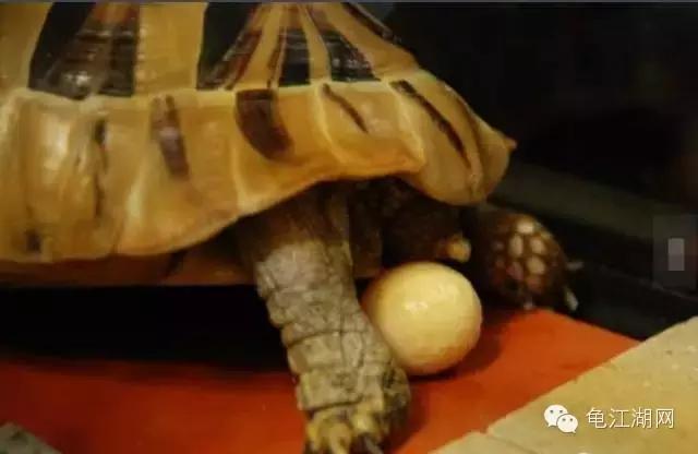 怎样知道母龟要下蛋,母龟要下蛋了什么表现